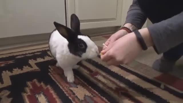 Rabbit tries a lemon for the first time