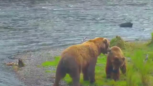 Bearfuk