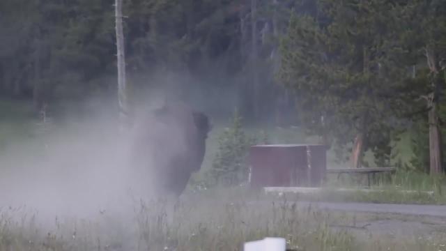 A tourist was seriously injured Friday evening after being thrown 8 feet into the air by a bull bison in Yellowstone National Park.