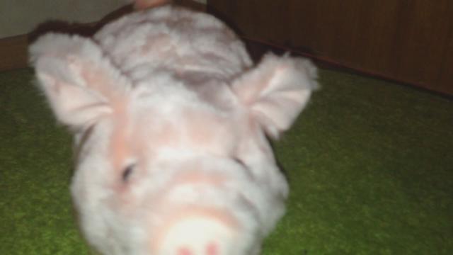 Piggy piggy 