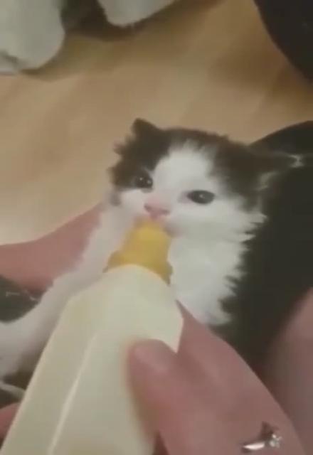Youve Got a Fren