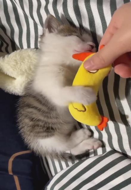 Chicken Cat BedTime