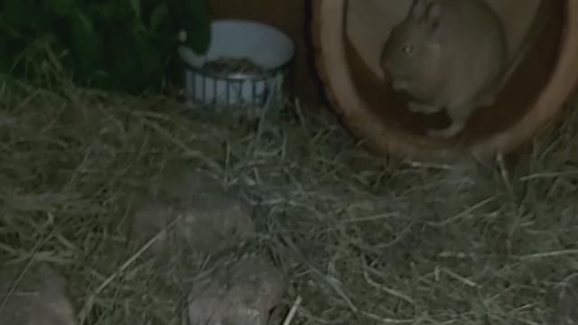 Белочки
