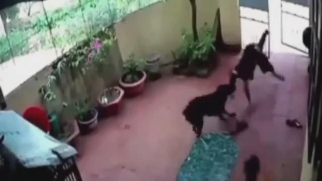 The dog played dead and saved the girl!  This is why dogs are our best friends!  Hero Dog! ❤️