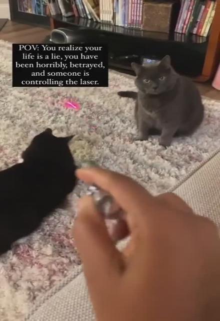 This cat has cracked the matrix