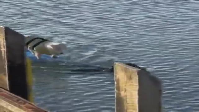 Dogs Are Amazing  He jumped in and saved the other one that was stuck