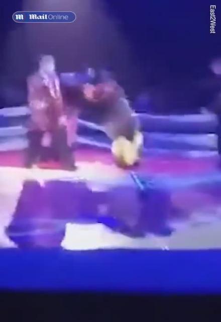🇷🇺BEARS FORCED TO BOX IN RUSSIAN CIRCUS  The matrix is broken... this is not AI.