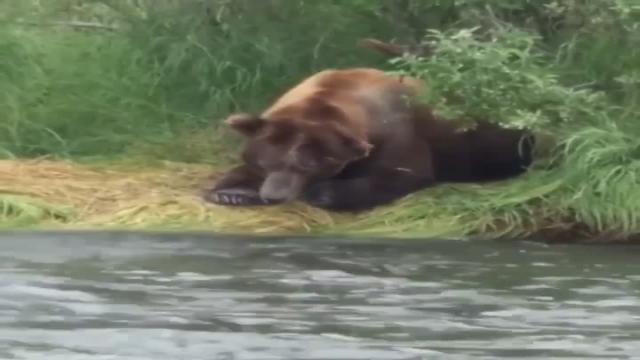 Nature's version of fast food