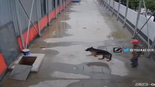 There are good people in the world…  And amazing dogs!