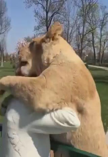 LIONS WERE REUNITED WITH WOMAN WHO TOOK CARE OF THEM  At no point did they even seem like they were about to eat her.