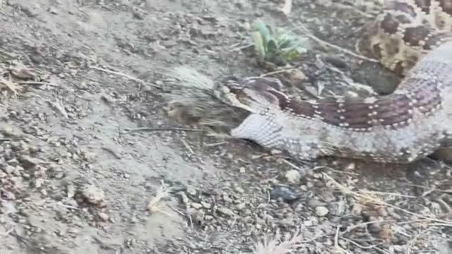  Rattlesnake eating a squirrel