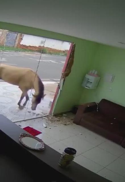 This Horse Did Not Like The Service and Left An In-Person Review
