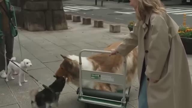 Japanese Man Spends $14,000 To Become "Human Dog"