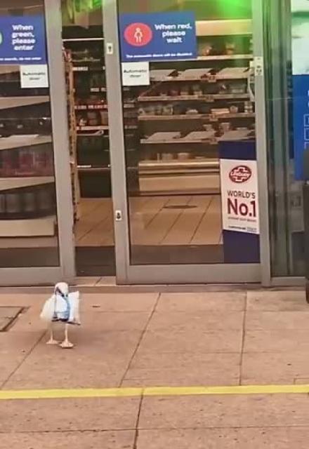  THIS SEAGULL FOUND AN EASIER WAY TO HUNT FOOD