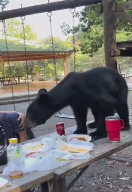 Bears don’t have the best table manners