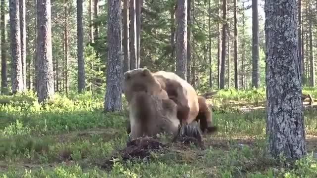 A FIGHT BETWEEN NATURE'S MOST POWERFUL BEASTS!  Grizzly bears are strong enough to lift 1,000 pounds with their forelimbs and have enough biting force to crush a bowling ball.