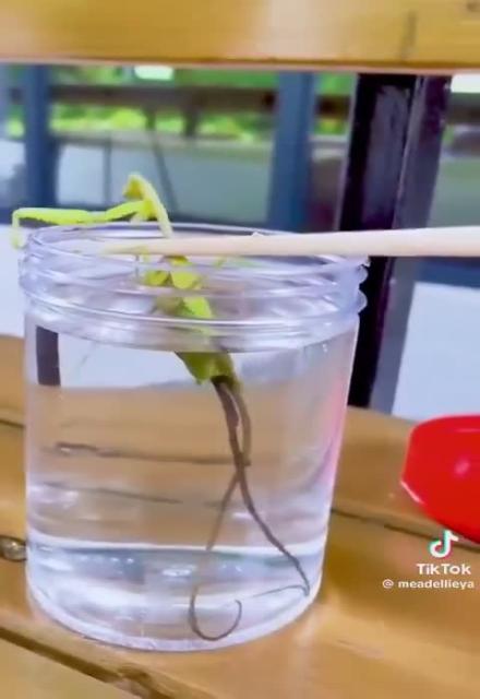 A praying Mantis being held in water to extract this parasite is one of the weirdest things you’ll see today.