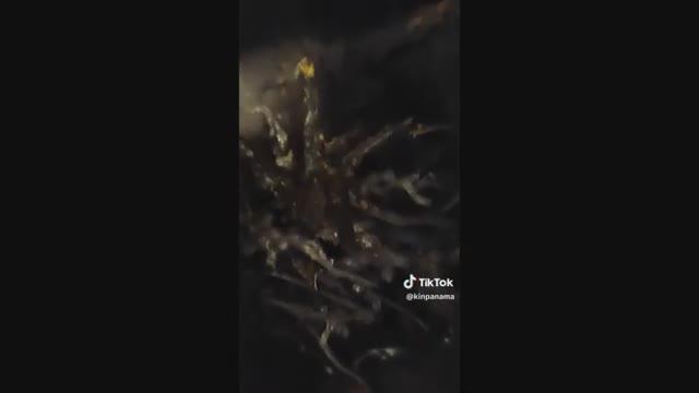 Panama Alien Update❗Bombshell Evidence Proves This Is Only the Beginning