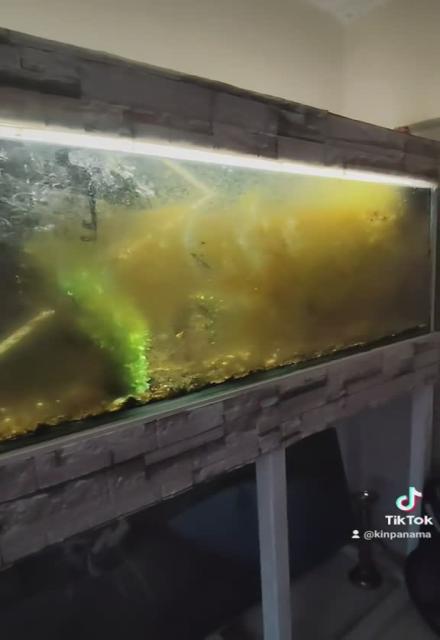 kinpanama on tiktok - alien 6