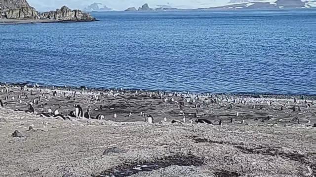 Antarctica penguins filmed by kick streamer wvagabond - First Kick IRL in Antarctica