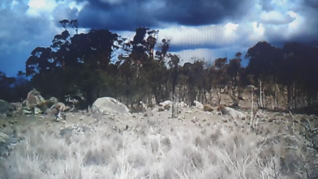 rooooooos...