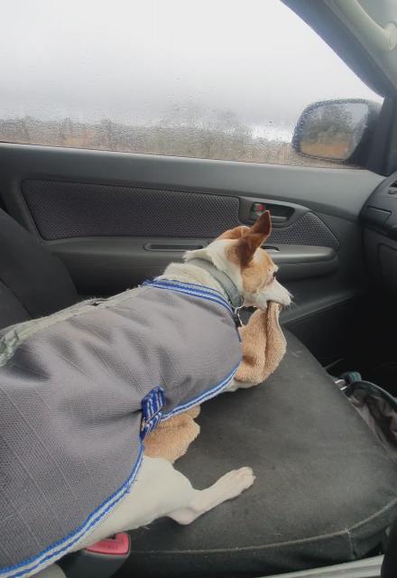 bad dog....