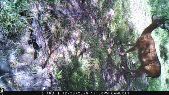 more magic tree footage...