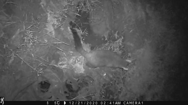 possum vandalises camera while his accomplice keeps watch....
