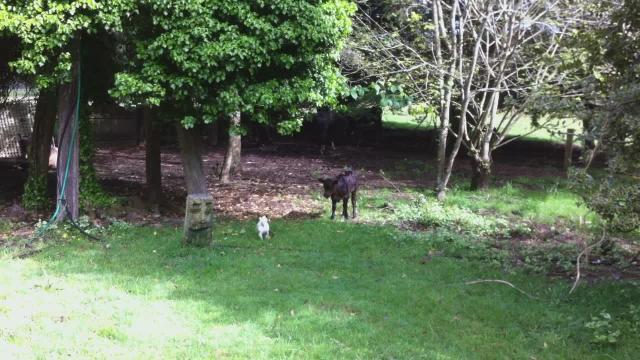 Retro Noodle n calf.....