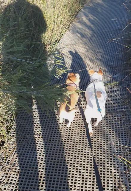 walking the doggies.....