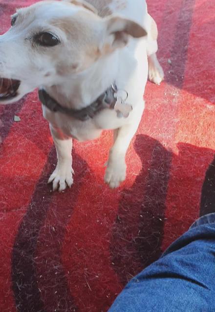 Spazo dog... 