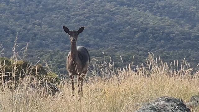 Oh deer...