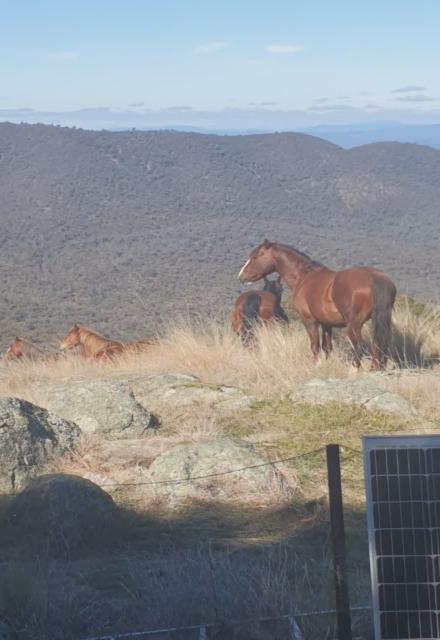 Brumbies...