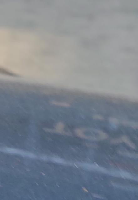 Sydney driveway wildlife...