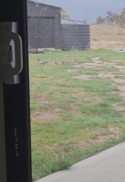 Ducks...