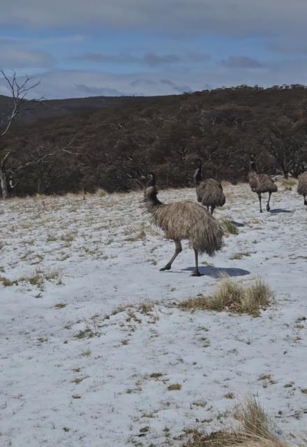 Weirdos in the snow...