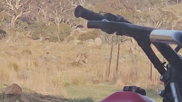 Horrible roos...