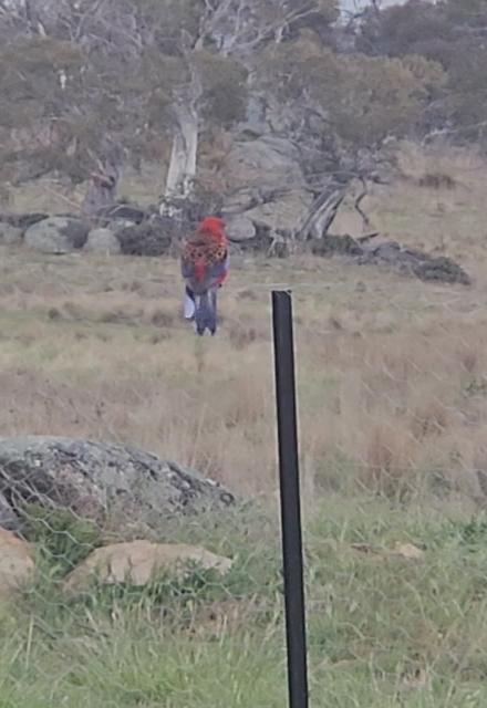 A Rosella...don't let Ned near it...