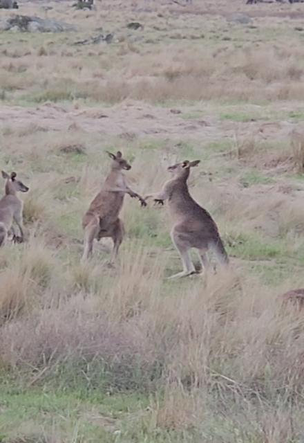 Rowdy drunken neighbours on crack....