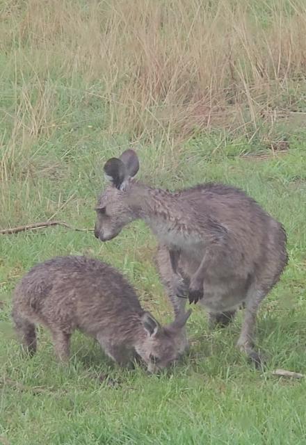 More horrible violent roos....