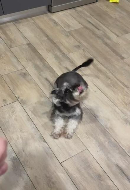 Shooting a dog...