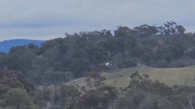 Copter bastards chopping up the deer on my boundary...