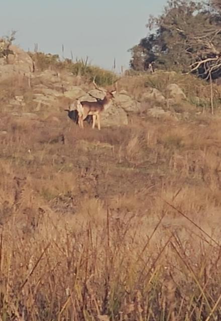 Deer hunting....