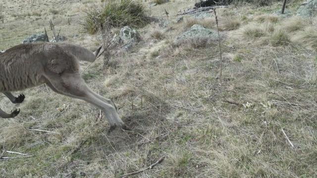 videoing roos from my hoverboard.....