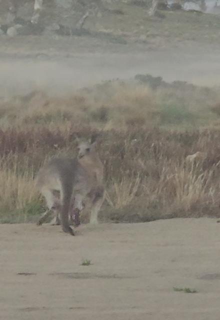 Dog attacks baby roos...