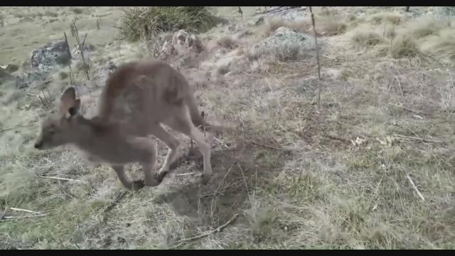 roo remix...