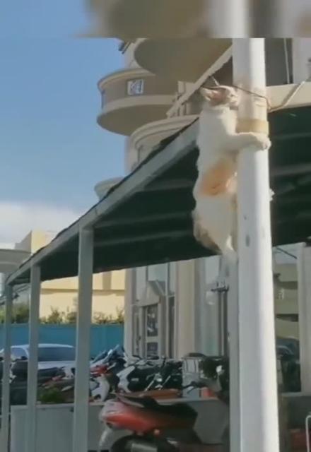 More than one way to Kitty down the firepole LOL!