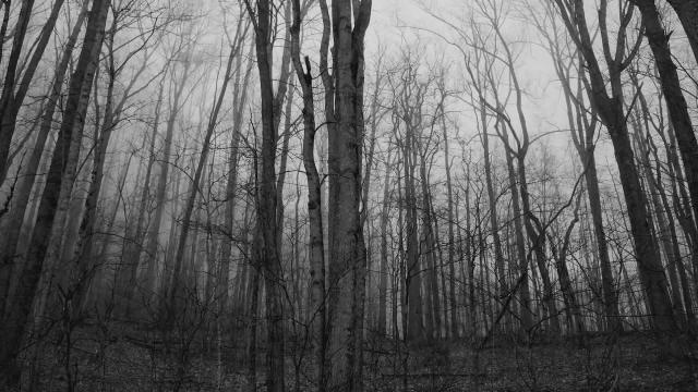 How New Jersey's Pine Barrens became The Creepiest Place in America - (The Jersey Devil )