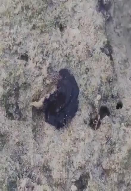 Weird Cryptid or More A.I. Psyops Propaganda??  Strange Blob creature.