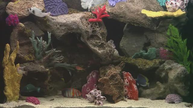 HDAquarium